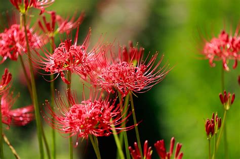 彼岸花風水|彼岸花の花言葉は？お彼岸にまつわる素敵な花言葉をご紹介！